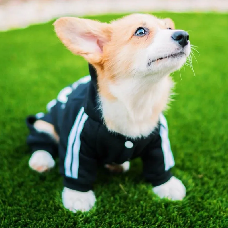 Designer Pet Dog Jumpsuit for Small Medium Dogs by Furr Baby Gifts