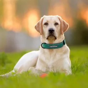 Leather Dog Collar with Engraved ID Tag - Custom and Personalized for All Breeds in 5 Colors